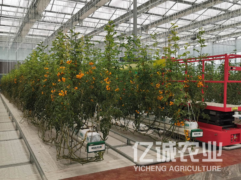 建一個蔬菜溫室大棚多少錢？蔬菜大棚造價