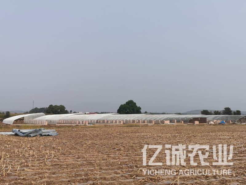 智能日光溫室大棚室內(nèi)可利用空間大，造價低，使用方便，通風(fēng)效果好