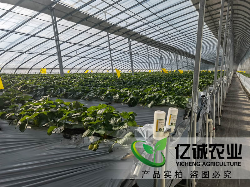 智能溫室大棚承建哪家好？如何種植和管理才能提高，大棚的經(jīng)濟效益呢？