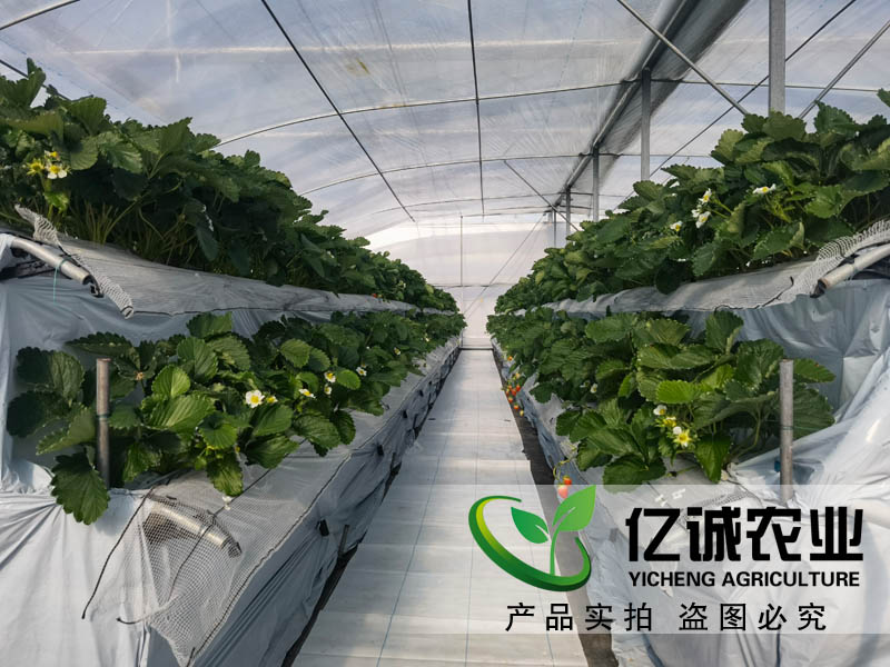 萬物的生長需要陽光和溫度的支持 一畝溫室大棚的成本是多少？