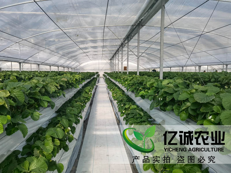 新型農(nóng)業(yè)智能溫室大棚可實(shí)現(xiàn)全年高產(chǎn)、穩(wěn)定，適用于良種蔬菜、花卉